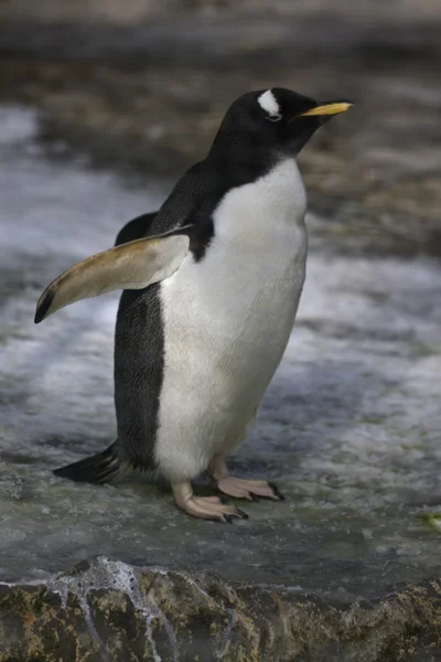 Пінгвін — стокове фото