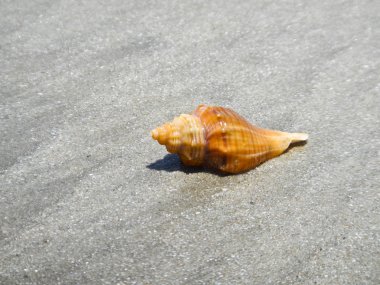 ıslak düz siyah beyaz kum üzerinde turuncu deniz kabuğu