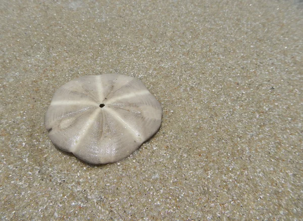 Forma de concha circular sobre arena lisa — Foto de Stock