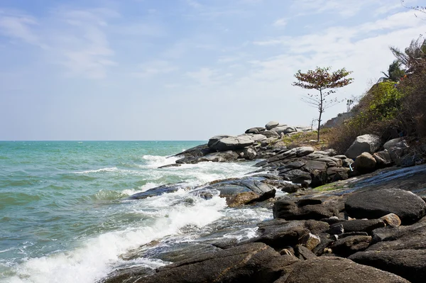 Stone beach with lonely tall tree — Stock Photo, Image