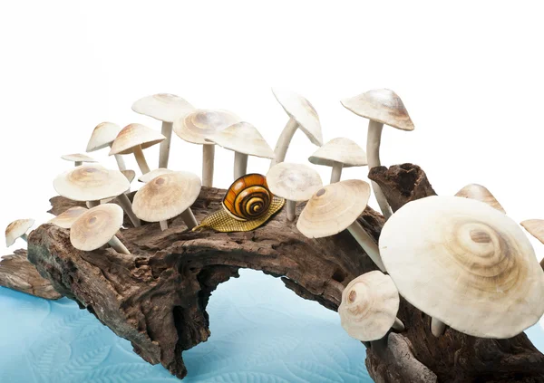 Länge knubbiga med grupp av svamp — Stockfoto