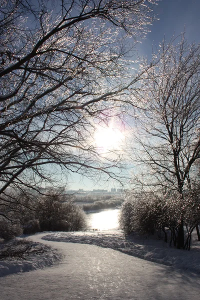 stock image Winter sun.