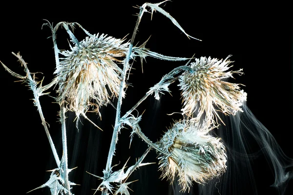 Flor de ervas daninhas congeladas — Fotografia de Stock