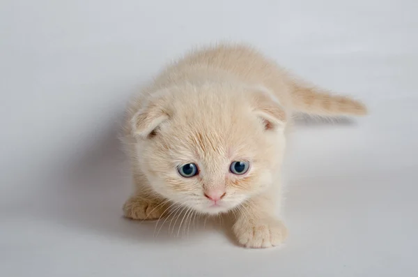 小小的猫 — 图库照片