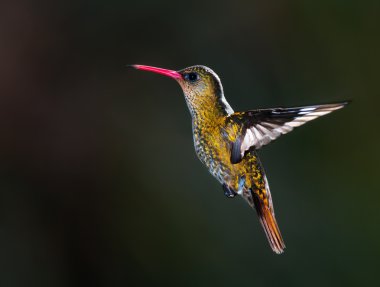 Gilded Hummingbird, (Hylocharis chrysura). clipart