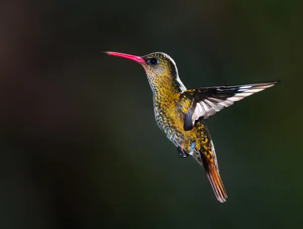 Hummingbird dorato, (Hylocharis chrysura ). — Foto Stock