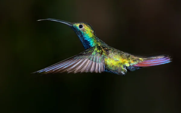 Black-throated Mango hummingbird, Anthracothorax nigricollis. — Stock Photo, Image