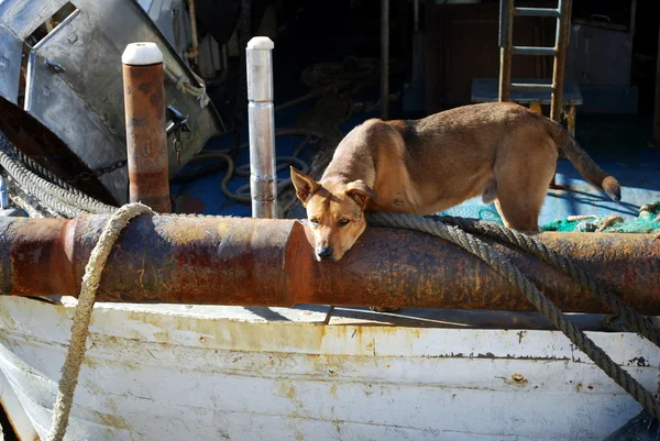 Dog on an old fishing boat