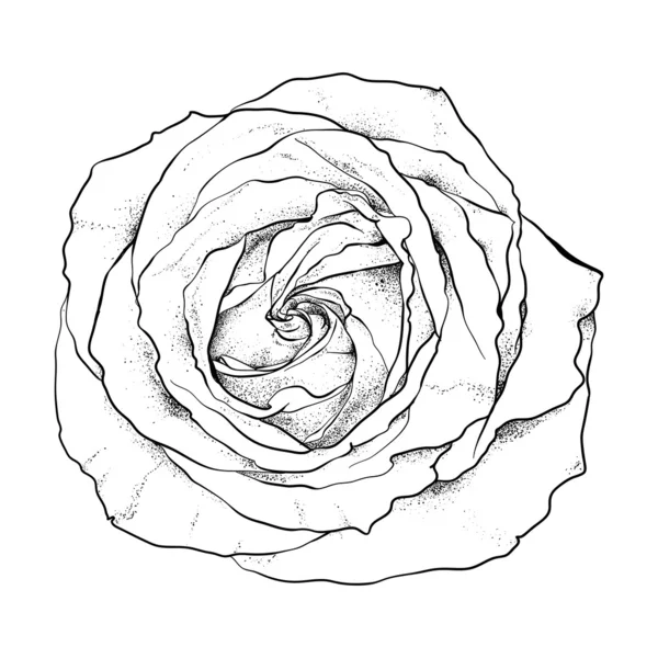 Highly detailed hand drawn rose — Stock Vector
