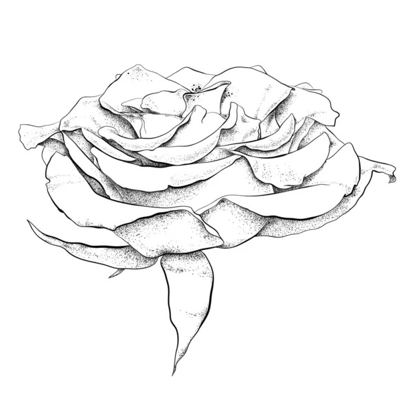 Rosa dibujada a mano muy detallada — Vector de stock