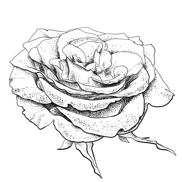 非常に詳細な手描きのバラ — ストックベクタ