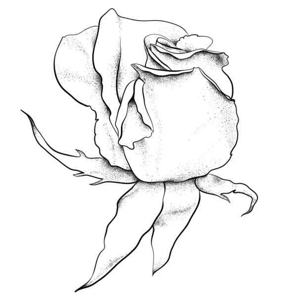 非常に詳細な手描きのバラ — ストックベクタ