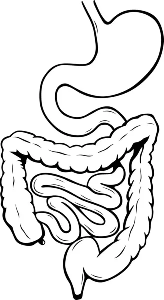 Sistema digestivo interno humano — Vector de stock