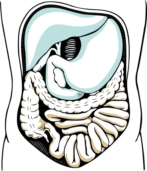 Sistema digestivo interno humano — Vetor de Stock
