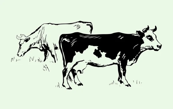 Twee koeien — Stockvector
