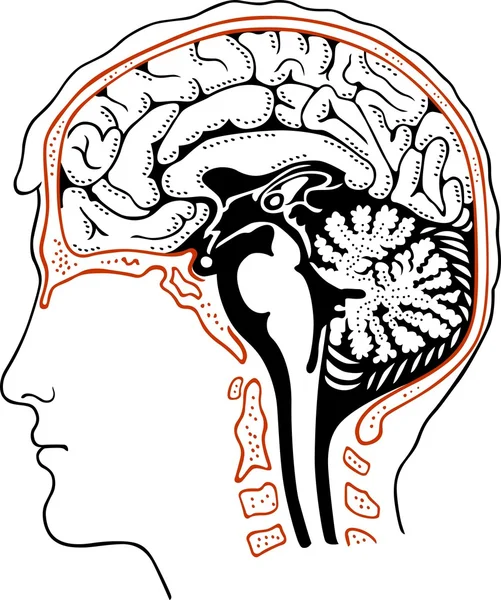 Lidský mozek — Stockový vektor