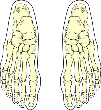 Foot bones clipart