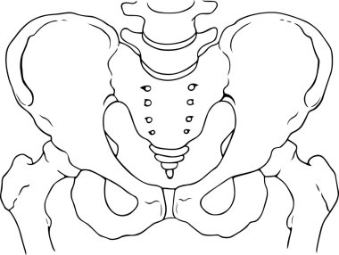 pelvis kemikleri