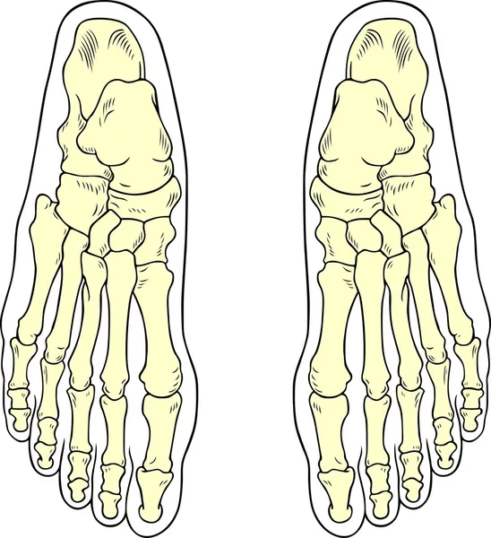 Kości stopy — Wektor stockowy