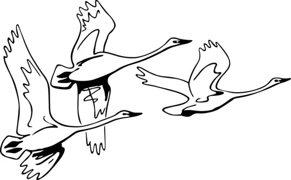 Swans flying — Stock Vector