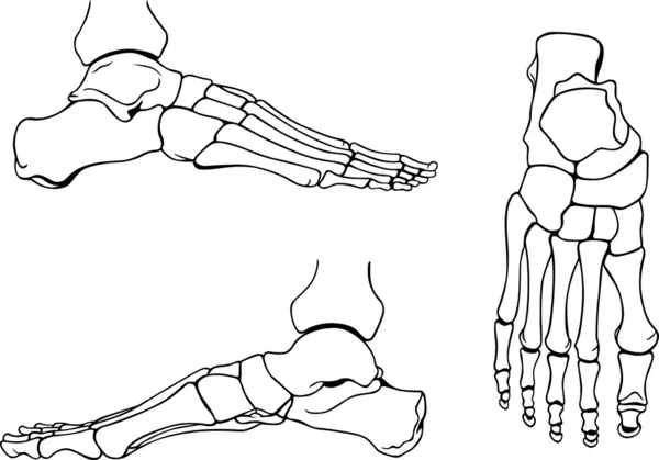 stock vector Foot bones