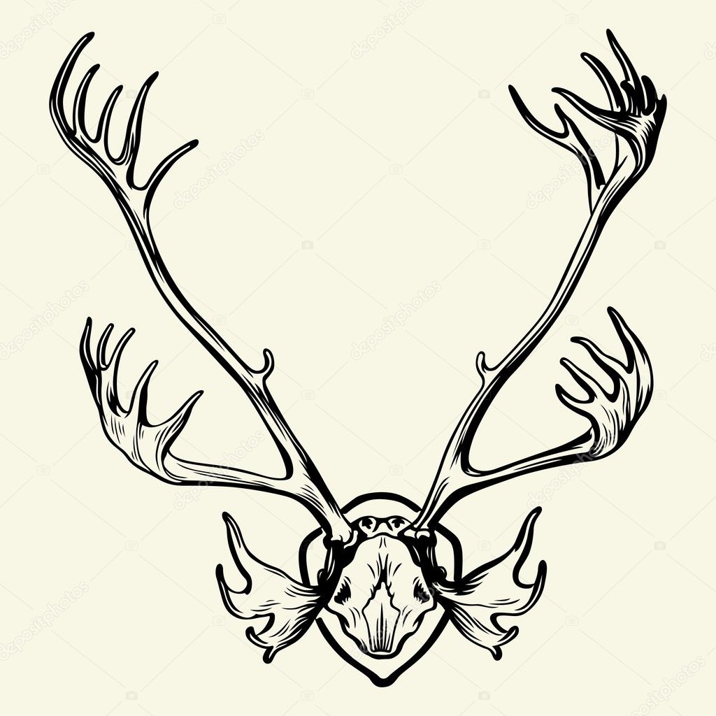 Deer horn