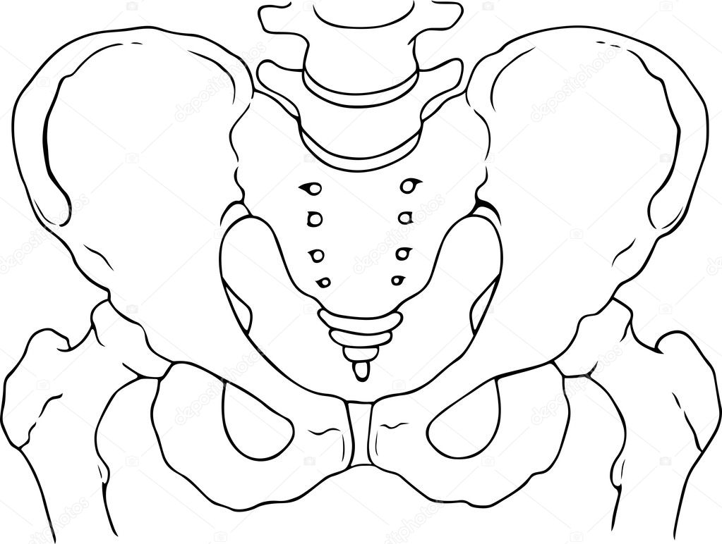 Pelvis bones — Stock Vector © Den.Barbulat #10450246