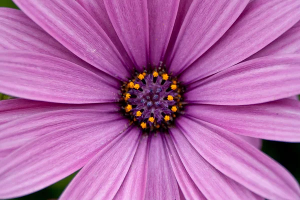 Foreground of a purple daisy — Stock Photo, Image