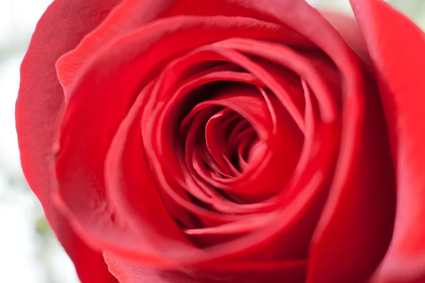 stock image Foreground of a red rose