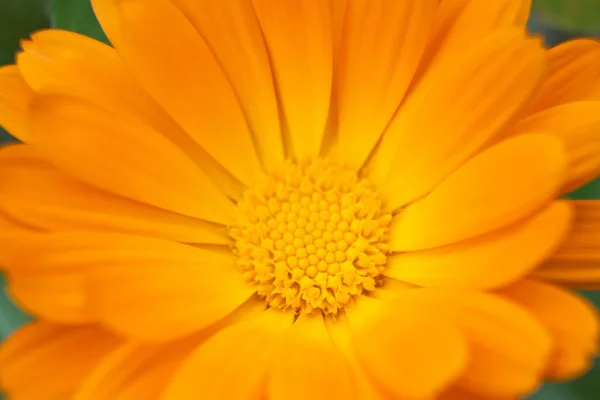 Fundo flor amarela — Fotografia de Stock