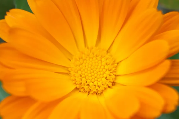 stock image Yellow flower background