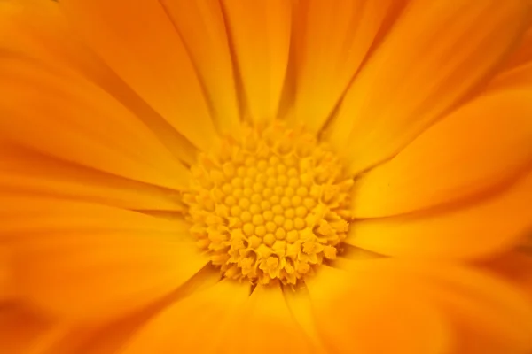 Gele bloem achtergrond — Stockfoto