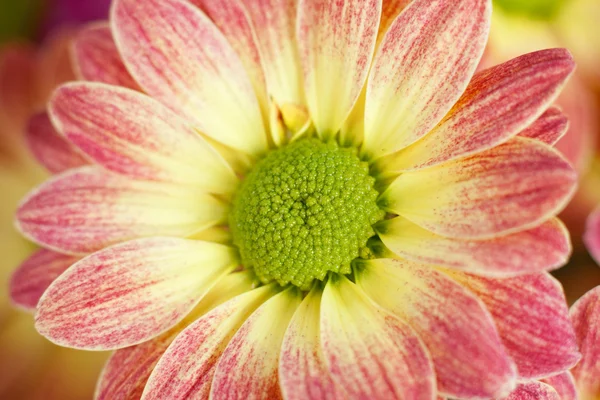 Gele bloem achtergrond — Stockfoto