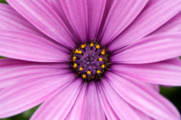 Vordergrund eines lila Gänseblümchens — Stockfoto
