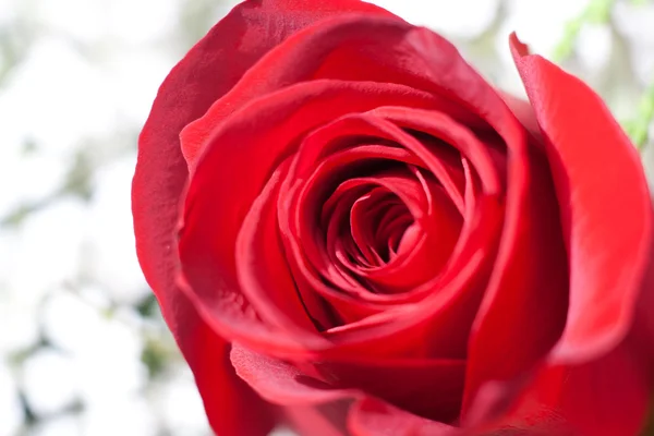Primo piano di una rosa rossa Foto Stock Royalty Free