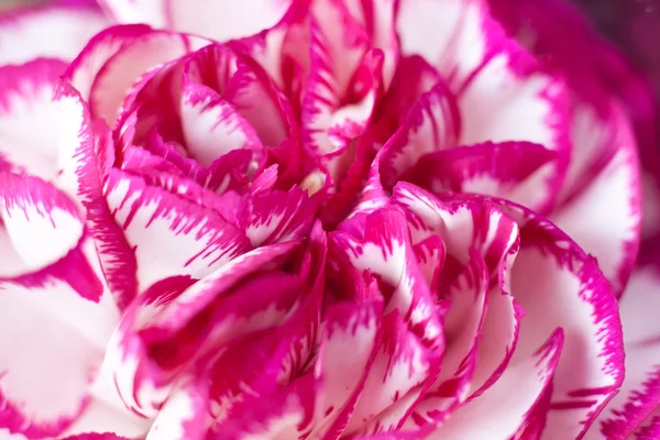 Flor rosa Fotografia De Stock