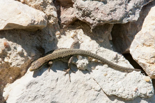 stock image Green lizard