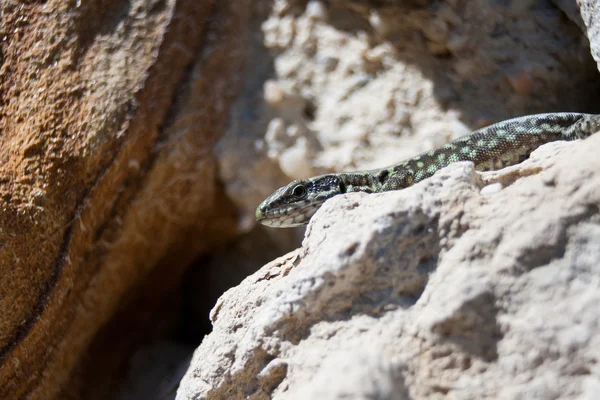 stock image Green lizard