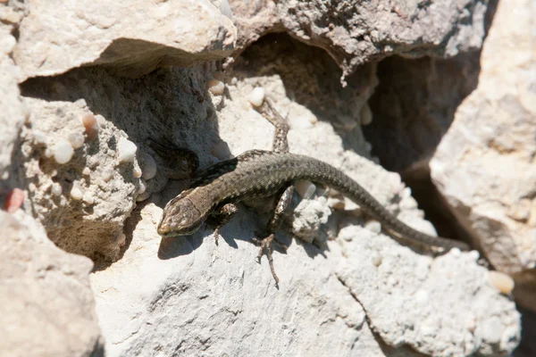 stock image Green lizard