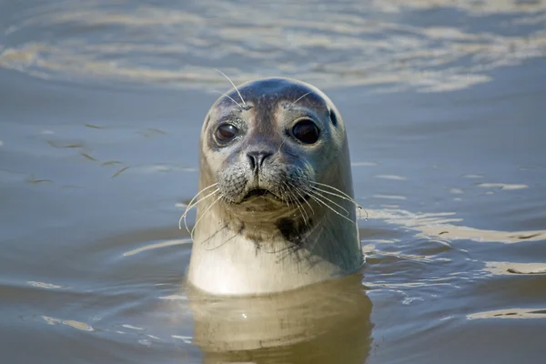 stock image Seal in the water