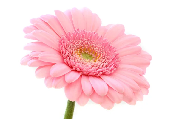 Розовый цветок Стоковое Фото