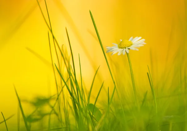 stock image Spring daisy