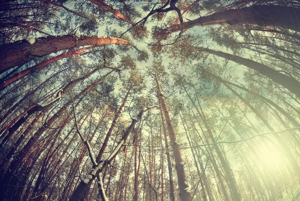 Winter forest trees — Stock Photo, Image