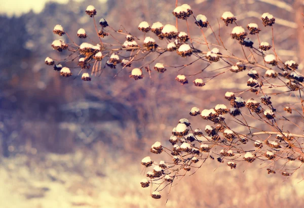 Arbusto de inverno — Fotografia de Stock