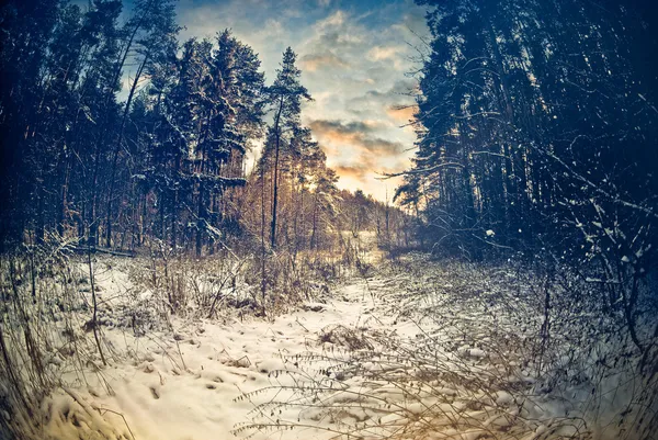 숲 일몰 — 스톡 사진