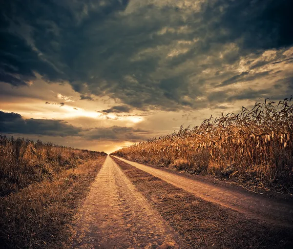 Route des champs de maïs — Photo