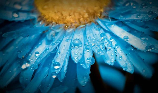Kék virág — Stock Fotó