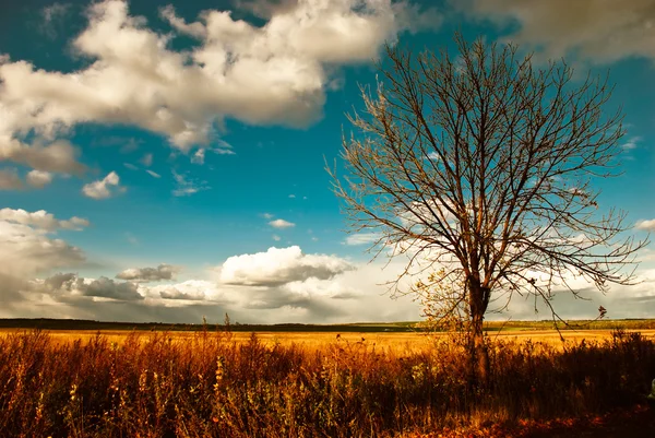 Herbstsaisonbaum — Stockfoto