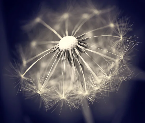 stock image Dandelion