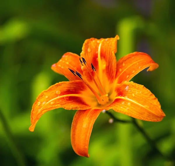 Gartenblume — Stockfoto